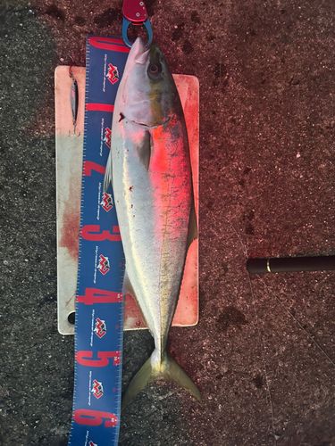 ハマチの釣果