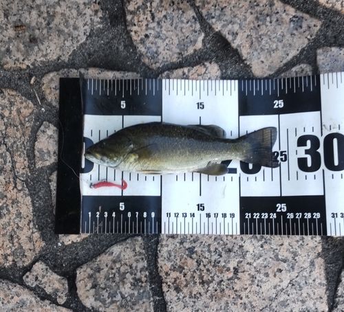スモールマウスバスの釣果