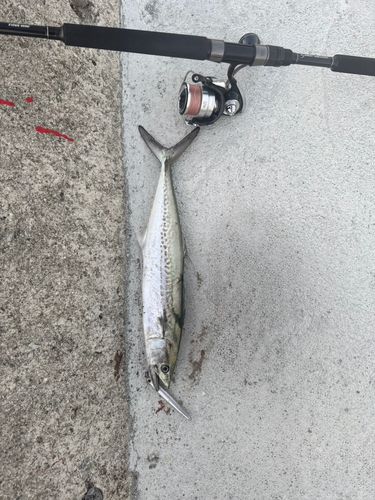 サゴシの釣果