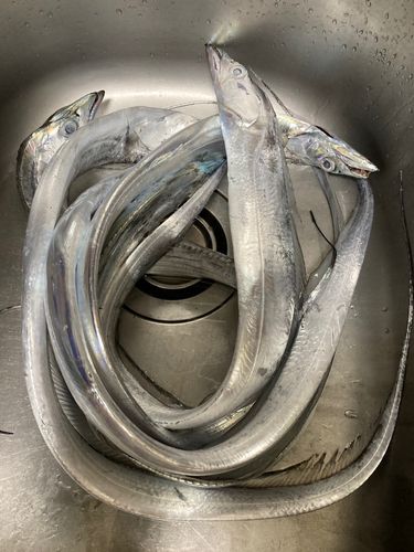 タチウオの釣果