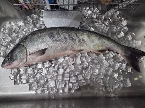 サケの釣果