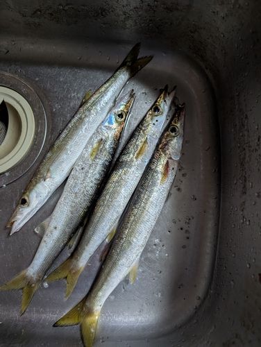アカカマスの釣果