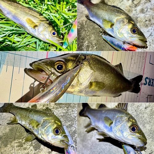 セイゴ（マルスズキ）の釣果