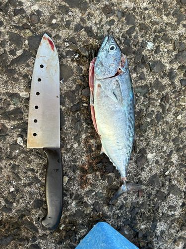 スマカツオの釣果