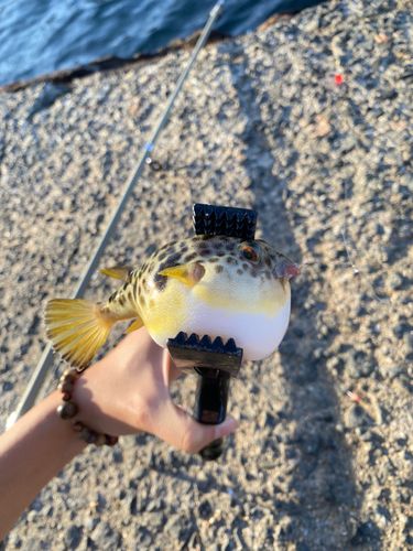 タイの釣果