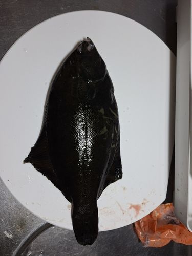 クロガシラガレイの釣果