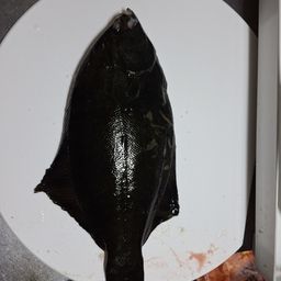 クロガシラガレイ