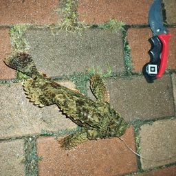 カサゴ