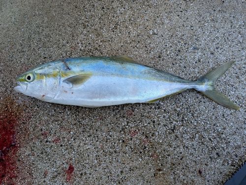ツバイソの釣果