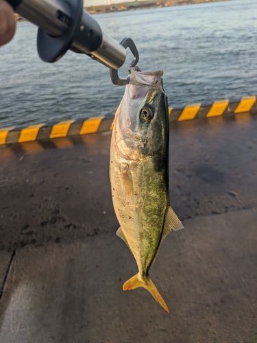 ワカシの釣果