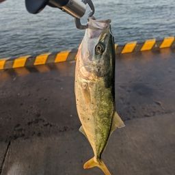 ワカシ