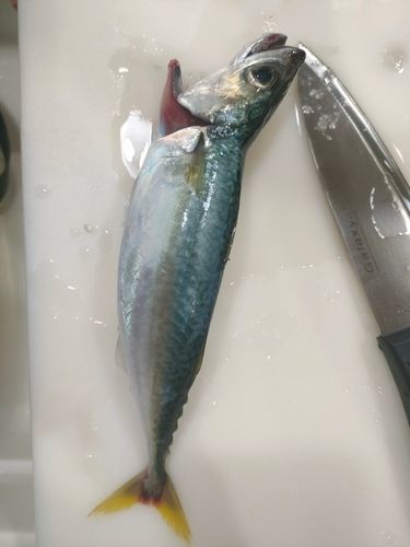 表浜名湖