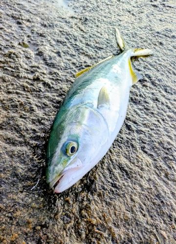 イナダの釣果