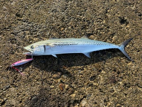 サゴシの釣果