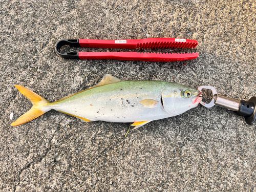 ツバスの釣果