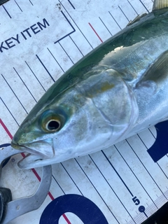 フクラギの釣果