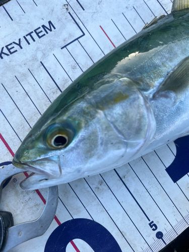 フクラギの釣果