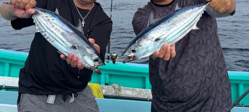 カツオの釣果