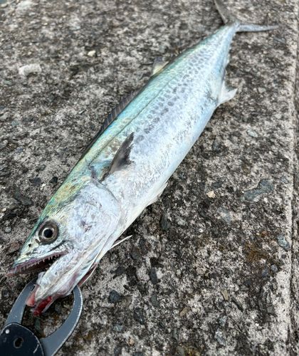 サゴシの釣果