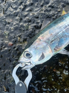 釣果