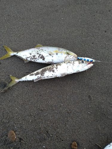 ワカシの釣果