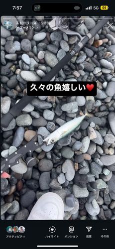 サバの釣果