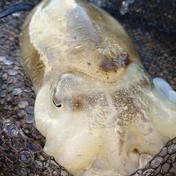 モンゴイカ