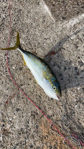 ヤズの釣果