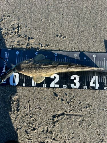 マゴチの釣果