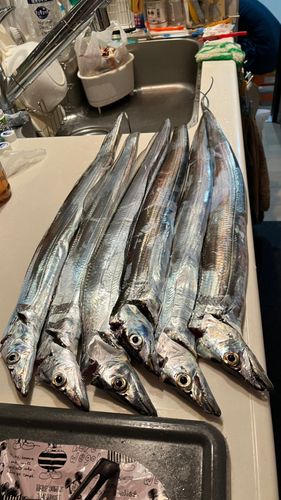 タチウオの釣果