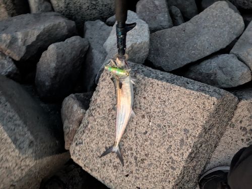 サゴシの釣果