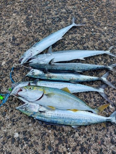 サゴシの釣果
