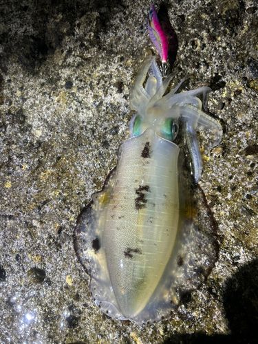 アオリイカの釣果