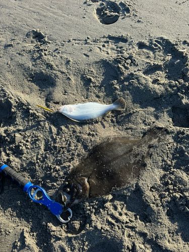ヒラメの釣果