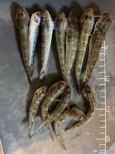 ハゼの釣果