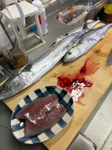 サゴシの釣果