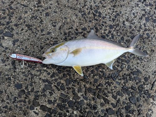 ショゴの釣果