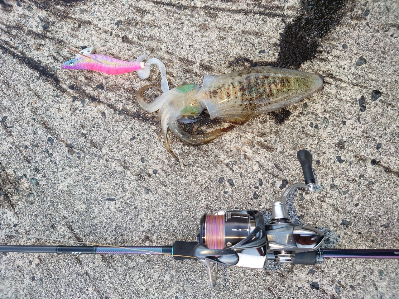 DAIWA 19エメラルダス MX 83ML.Nの最安値・インプレ・釣果 | 本音の