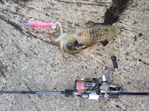 アオリイカの釣果