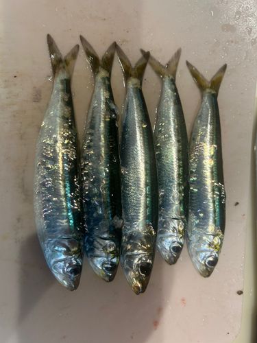 マイワシの釣果