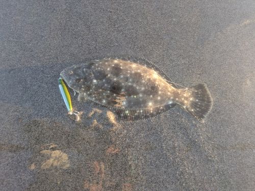ソゲの釣果