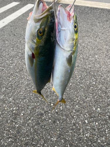 イナダの釣果