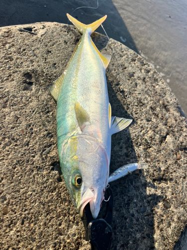 イナダの釣果