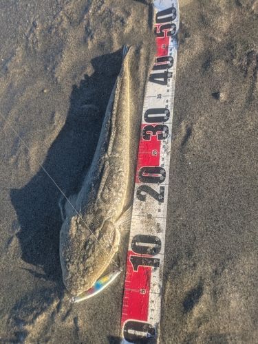 マゴチの釣果