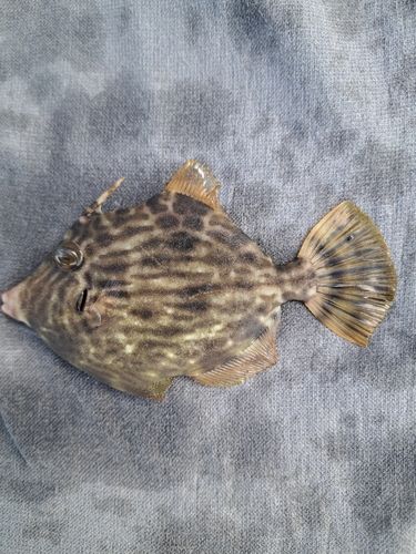 カワハギの釣果