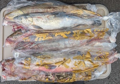 アキアジの釣果