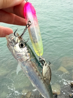 マイワシの釣果