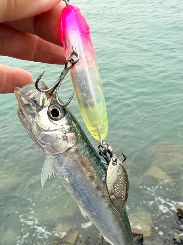 マイワシの釣果