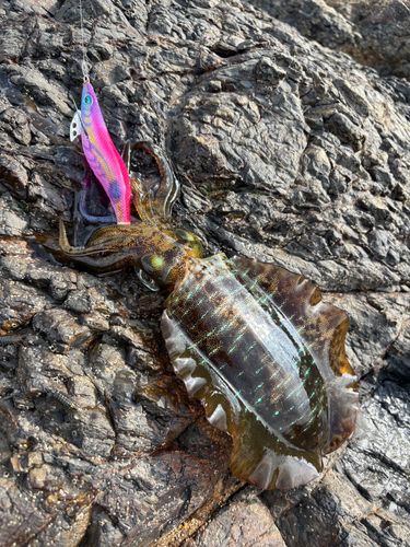 アオリイカの釣果