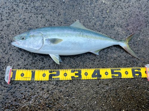 フクラギの釣果